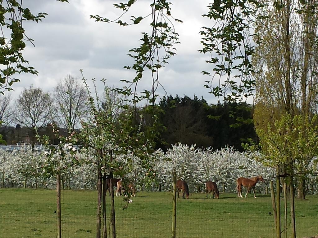 B&B Johannes-Hoeve Baarlo  Eksteriør bilde